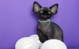 Sphynx cats for sale: Sphynx Black Solid Girls  - Advert 8