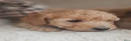 Cockapoo dogs for sale: Licenced breeder, red f1b cockapoo litter - Advert 15