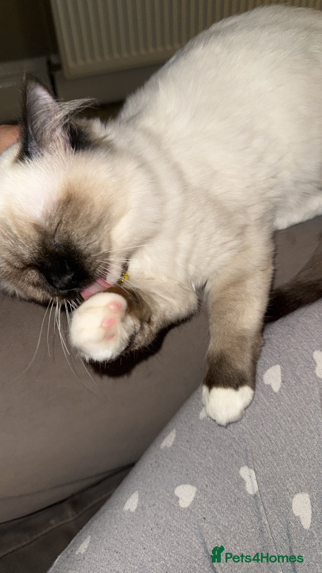 Ragdoll cats for sale: The perfect family pet needs rehoming 😭 - Advert 3