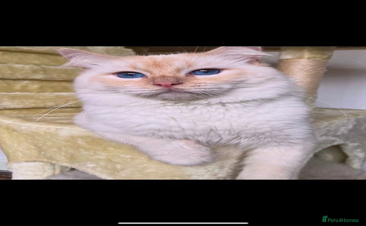 Ragdoll cats - Advert 3