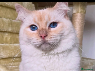 Ragdoll cats - Advert 25