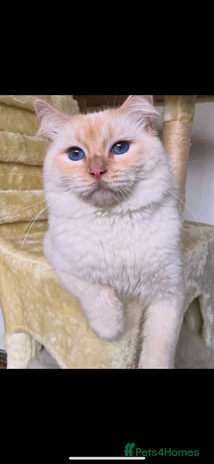 Ragdoll cats - Advert 3