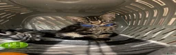 Mixed Breed cats for sale: Male kitten at 13 weeks now ready to leave in London - Advert 5