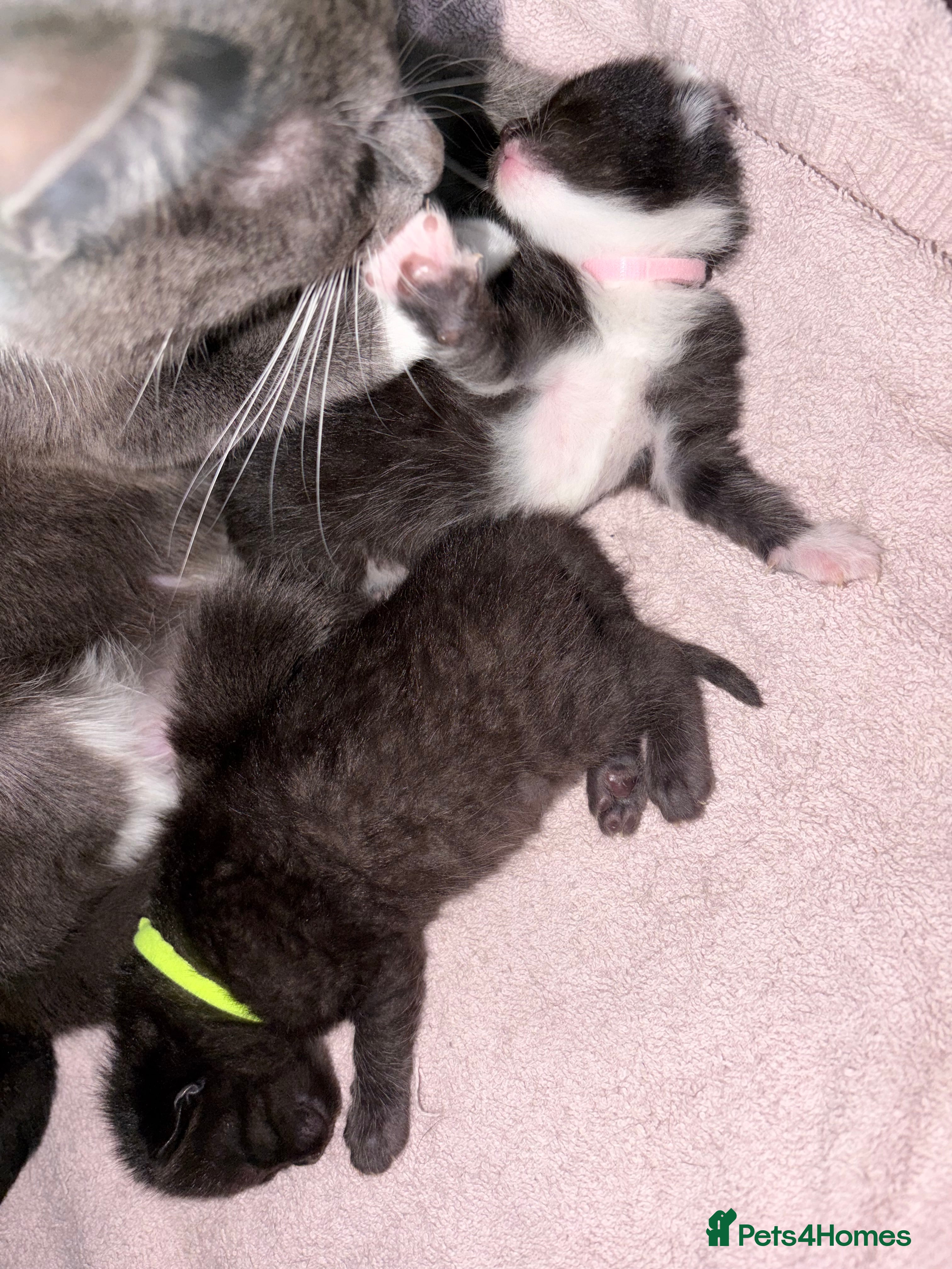 British Shorthair cats for sale: BEAUTIFUL CUTE KITTENS - Advert 2