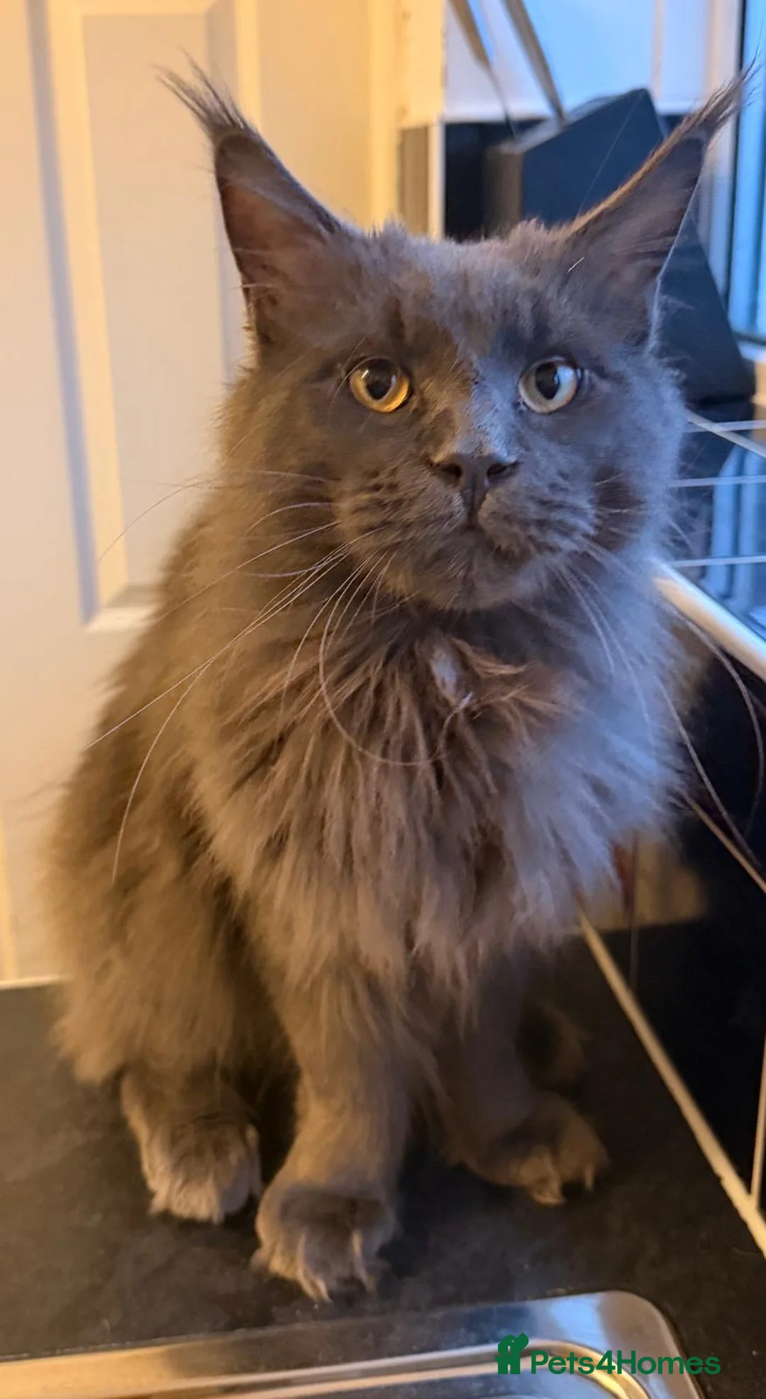 Maine Coon cats for sale: Striking Blue Male Maine Coon 😻 - Advert 4
