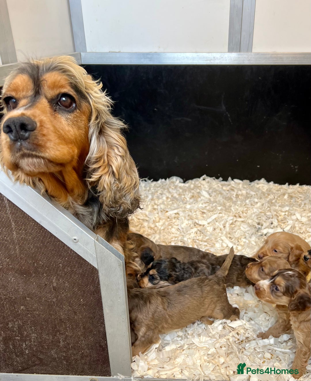 Cockapoo dogs for sale: Cockapoo puppies  - Image 12