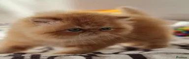 Persian 3