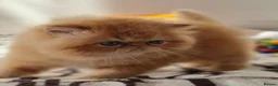 Persian cats for sale: Persian Kittens - Advert 13