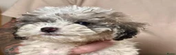 Cockapoo dogs for sale: 🐾 Beautiful F1bb Cockerpoo Puppies 🐾 - Advert 12