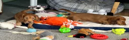 Miniature Dachshund dogs for sale: Shaded red longhaired boy and girl - Advert 9