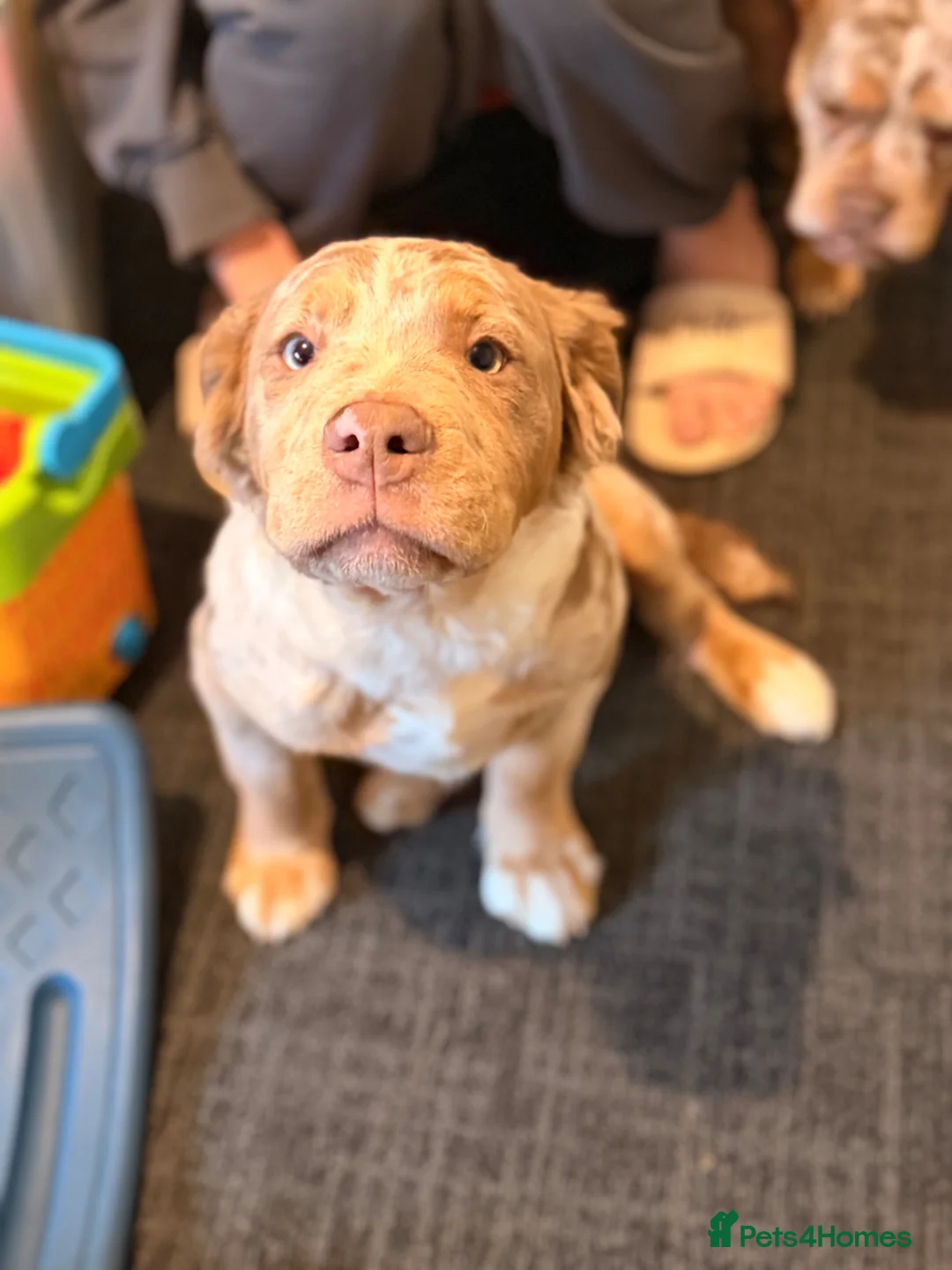 Olde English Bulldogge dogs for sale: Two olde English pups - Advert 2