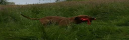 Labrador Retriever dogs for stud: Styanding at stud Fox Red Labrador Retriever - Advert 8