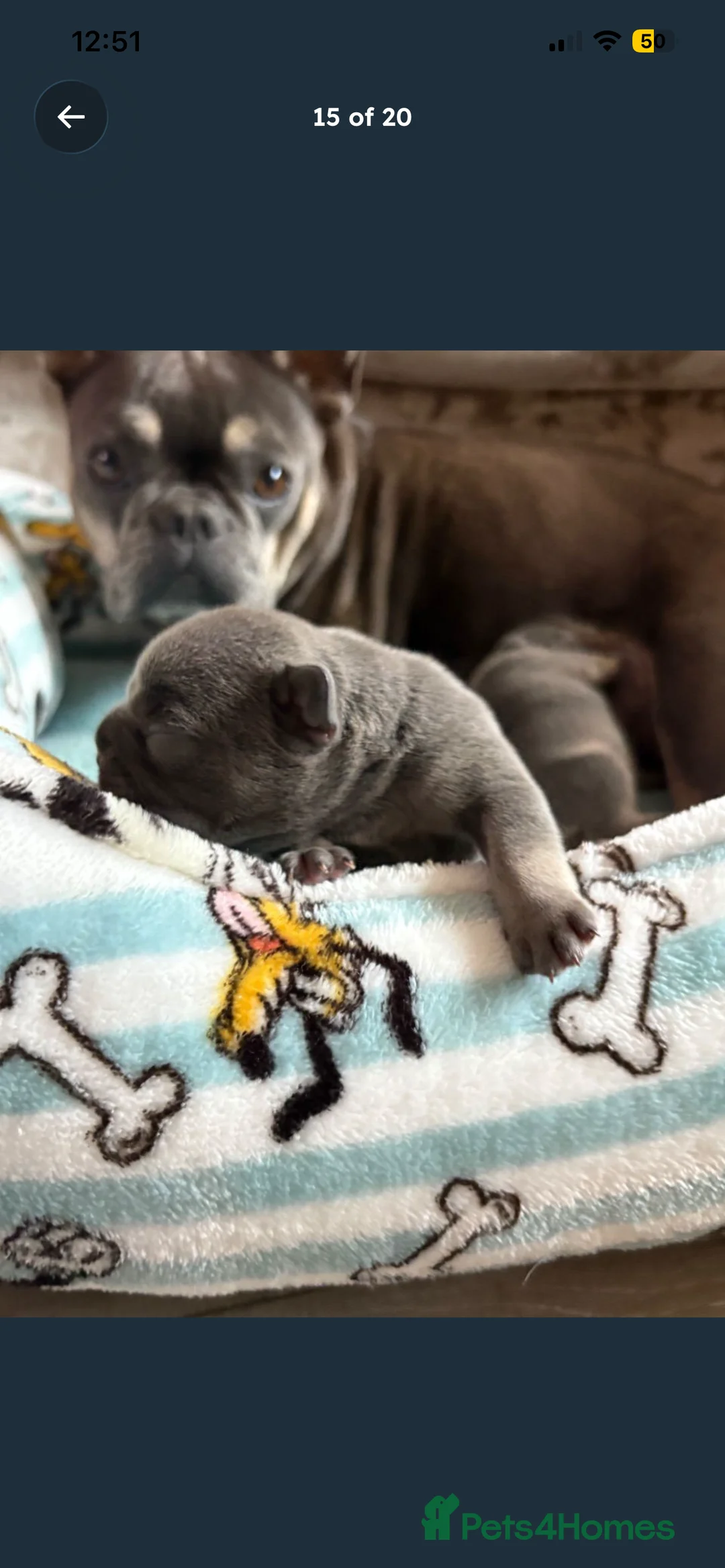 French Bulldog dogs for sale: Kc kennel club French bulldog championship  - Advert 2