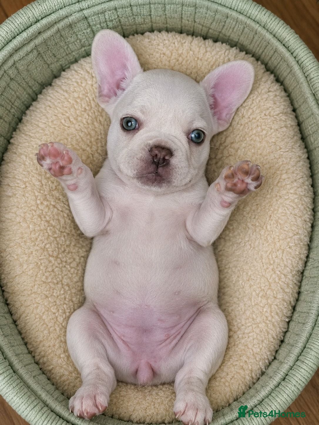 French Bulldog dogs Premium French Bulldog Puppies - Advert 1