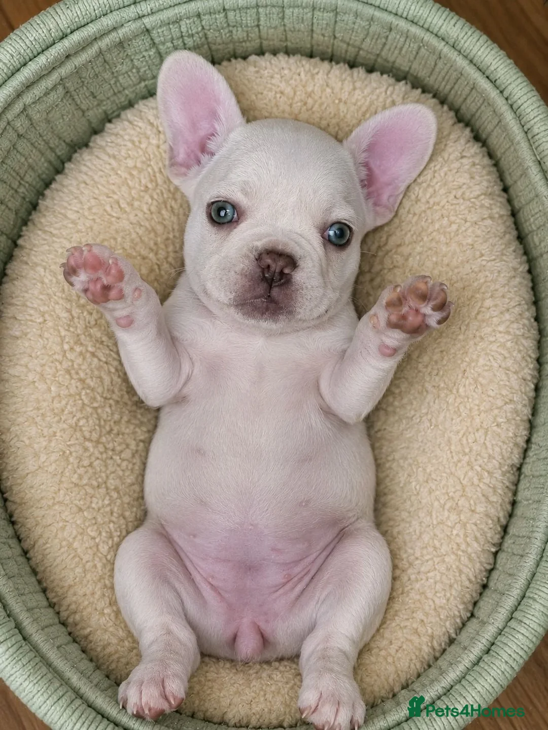 French Bulldog dogs for sale: Premium French Bulldog Puppies - Advert 1