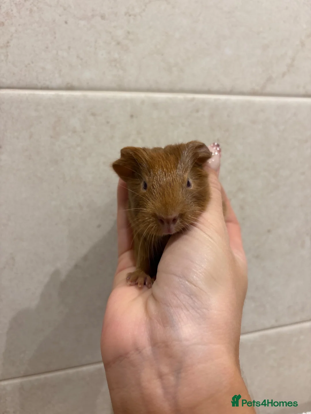 Guinea Pig rodents for sale: Pair of boy guinea pigs  - Advert 7