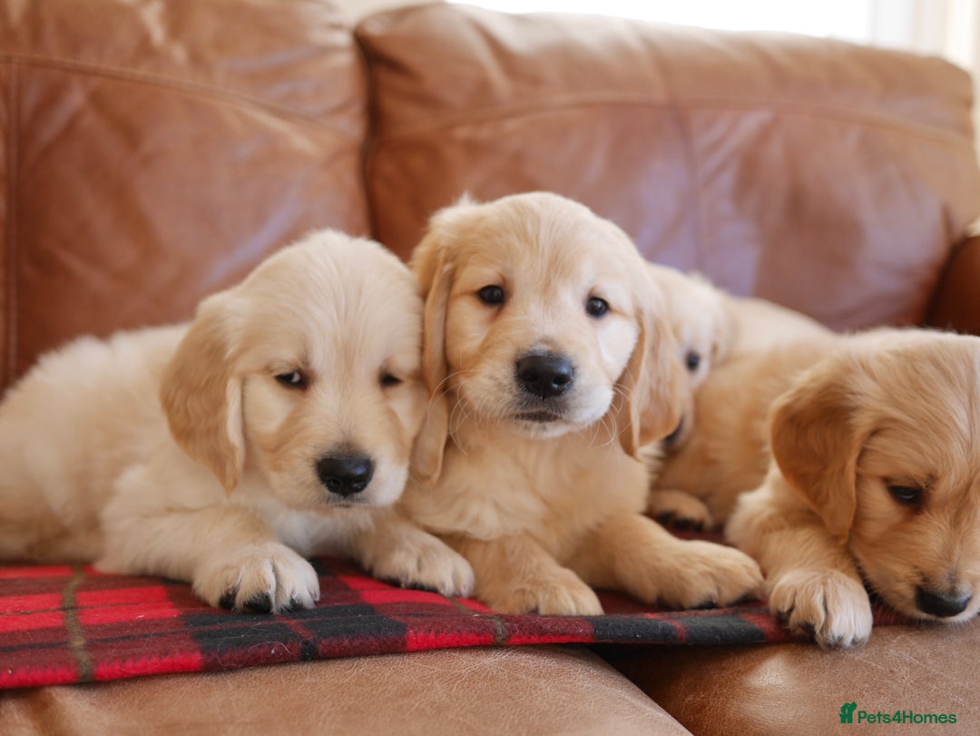 Golden Retriever dogs for sale: Stunning Health Tested Golden Retriever Puppies - Advert 13