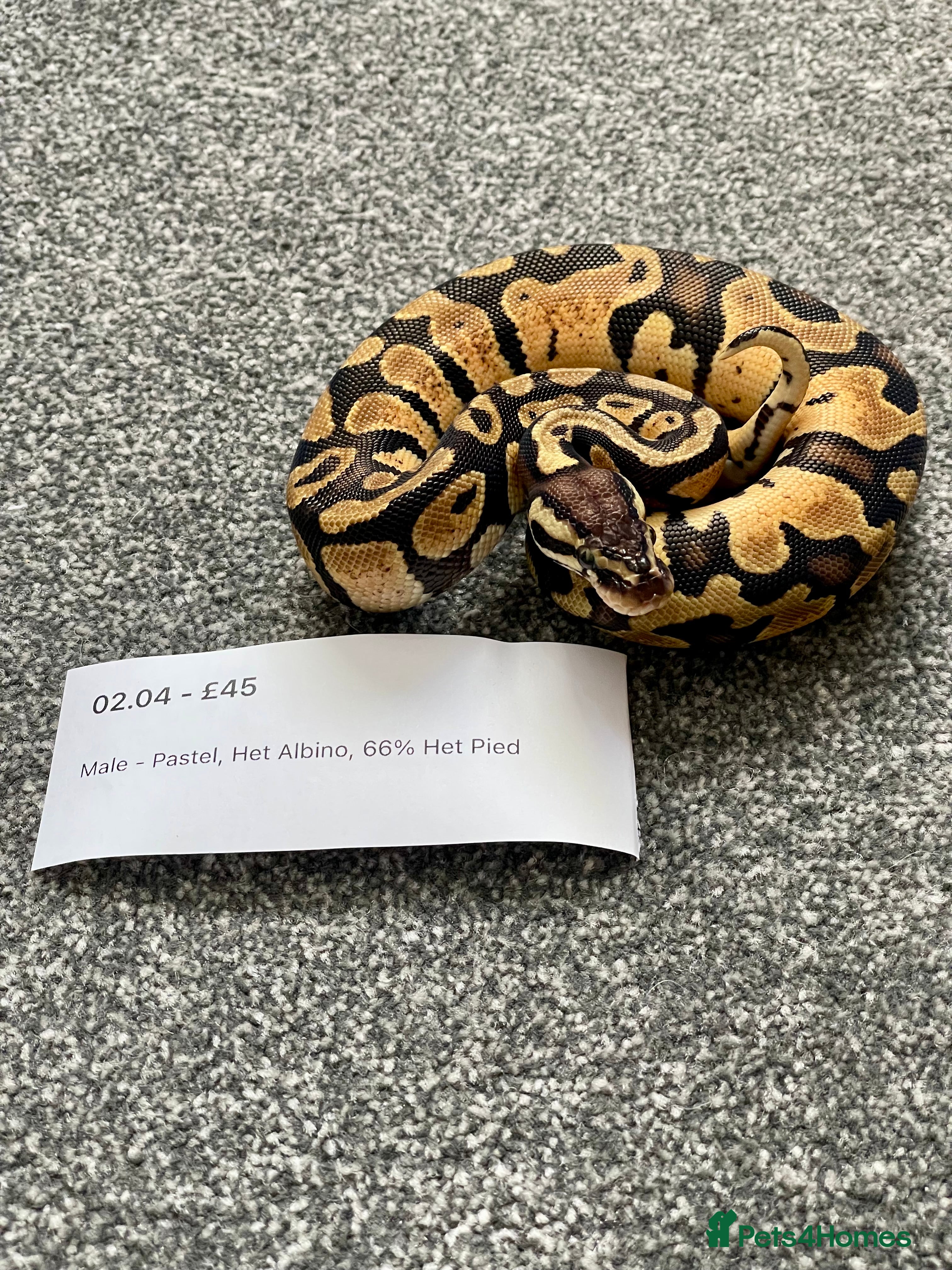 Python Snake reptiles Het Albino 66% Het Pied Royal Python (Ball Python) - Advert 1