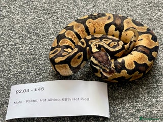 Python Snake reptiles Het Albino 66% Het Pied Royal Python (Ball Python) - Advert 1