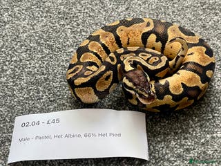 Python Snake reptiles Het Albino 66% Het Pied Royal Python (Ball Python) - Advert 9