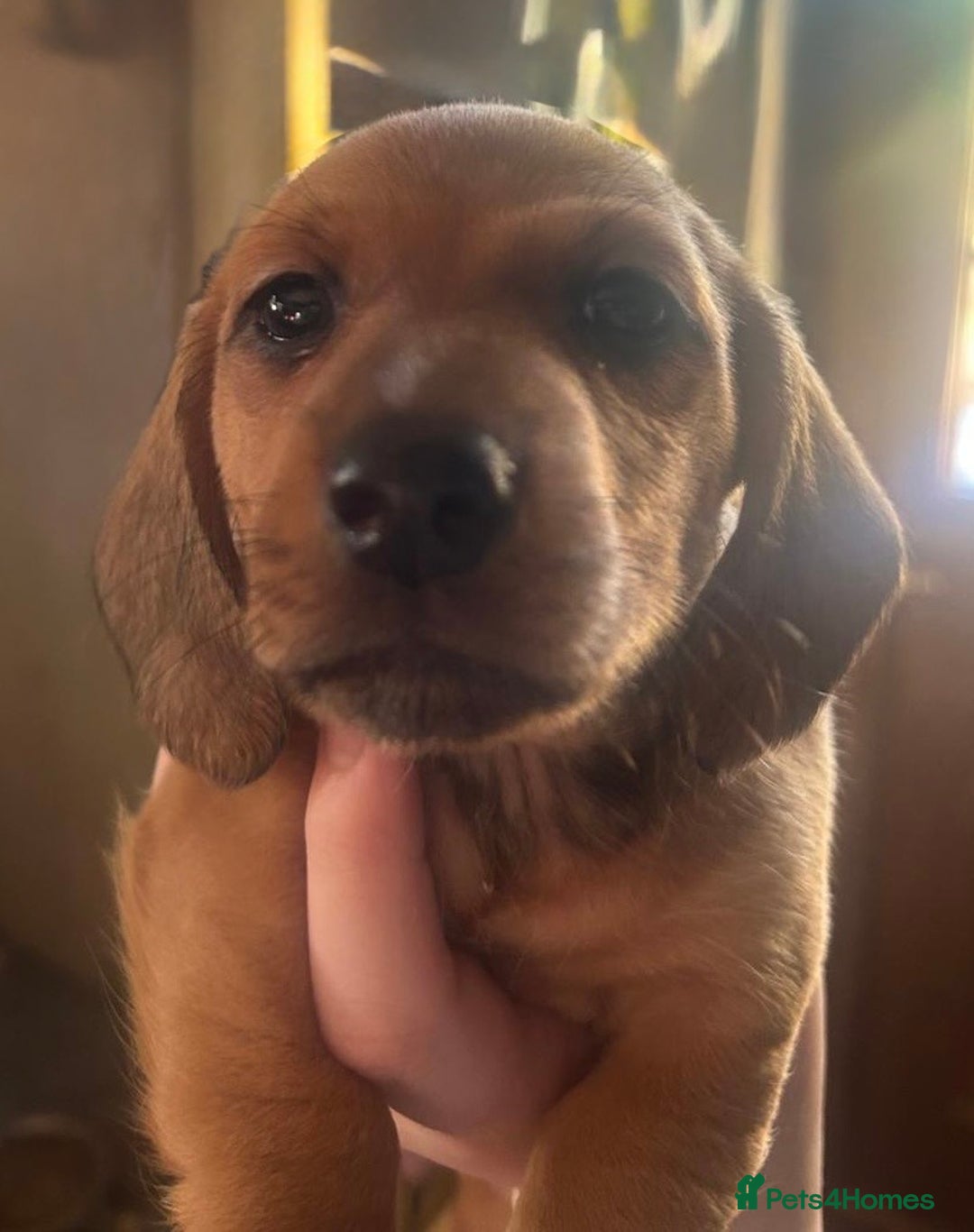 Miniature Dachshund dogs for sale: Miniature Dachshund pups - Advert 3