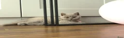 British Shorthair cats for sale: 🧸Teddy Bear Lilac/Blue British Shorthair Kittens✨ - Advert 32
