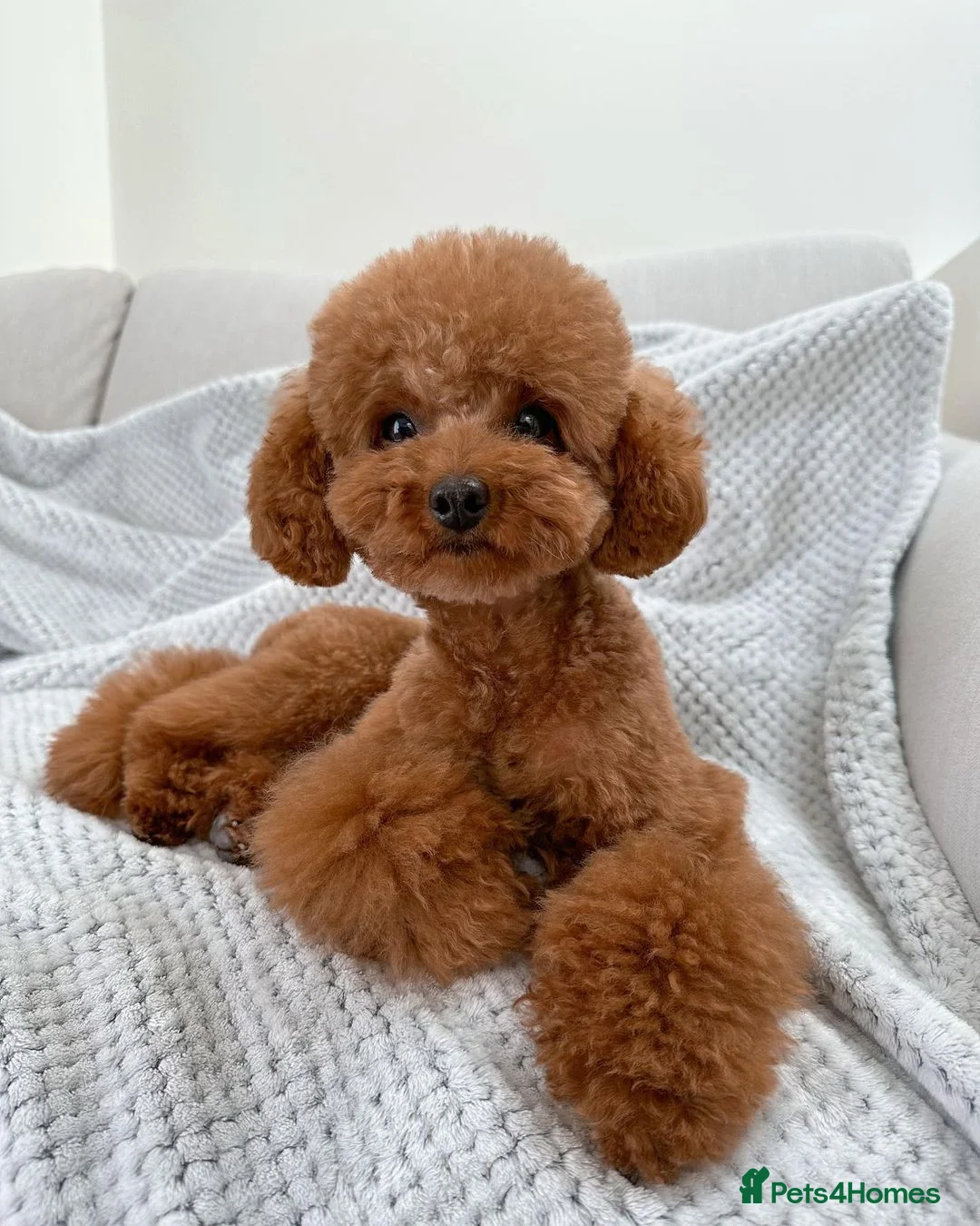 Toy Poodle dogs for sale: Toy Poodle Milo – Friendly & Well Trained - Advert 7