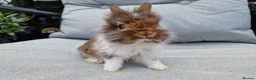 Lionhead rabbits for sale: 2 lionhead boys - Advert 9