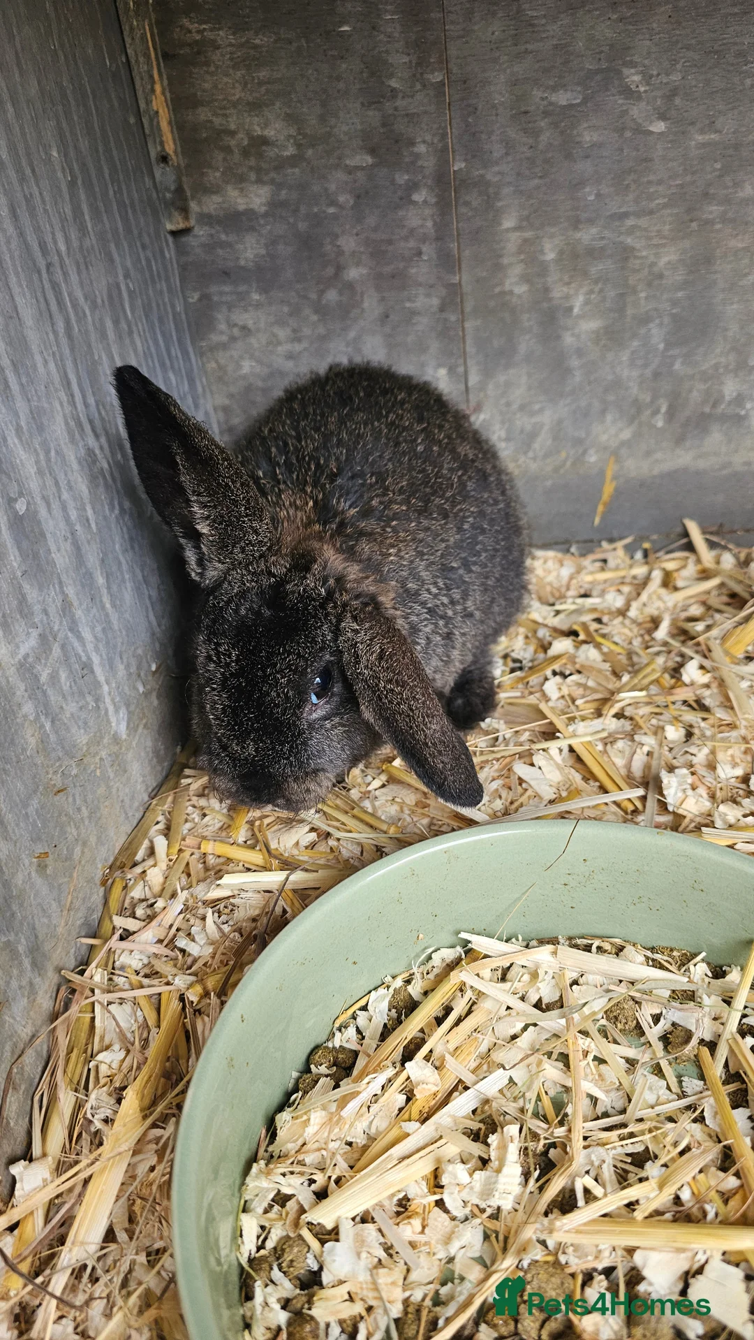 French Lop rabbits for sale: baby lops - Advert 1