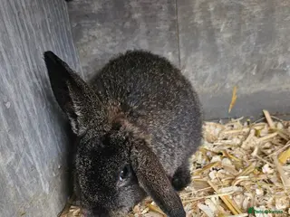 French Lop rabbits baby lops - Advert 6