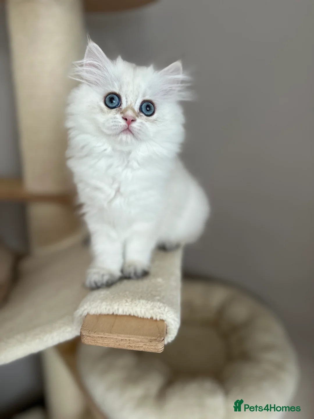 British Longhair cats for sale: British longhair little cuties - Advert 26