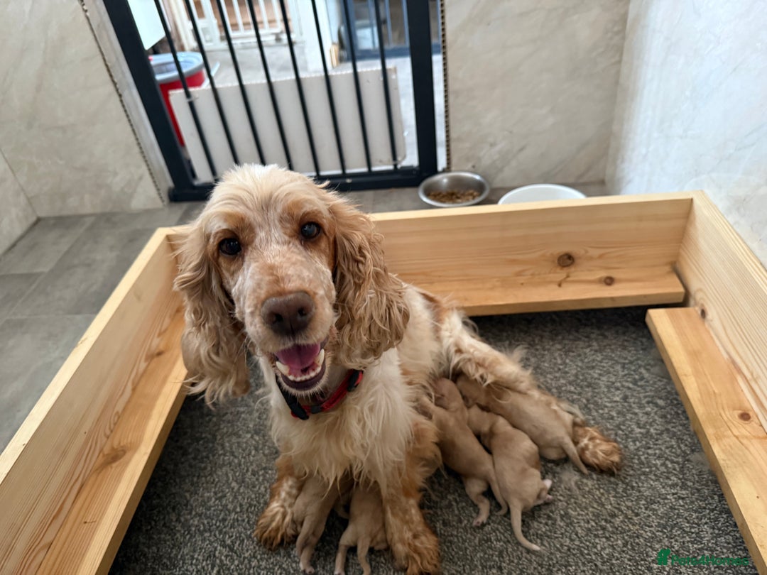 Cockapoo dogs for sale: Most extensively genetically health tested pups  - Image 6