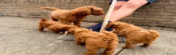 Toy Poodle dogs for sale: Deep red Toy Poodle puppies 🐶 in Exeter - Advert 35