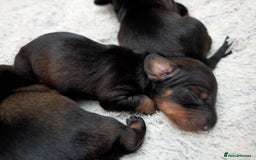 Dachshund dogs for sale: Dachshund Puppies  - Image 6