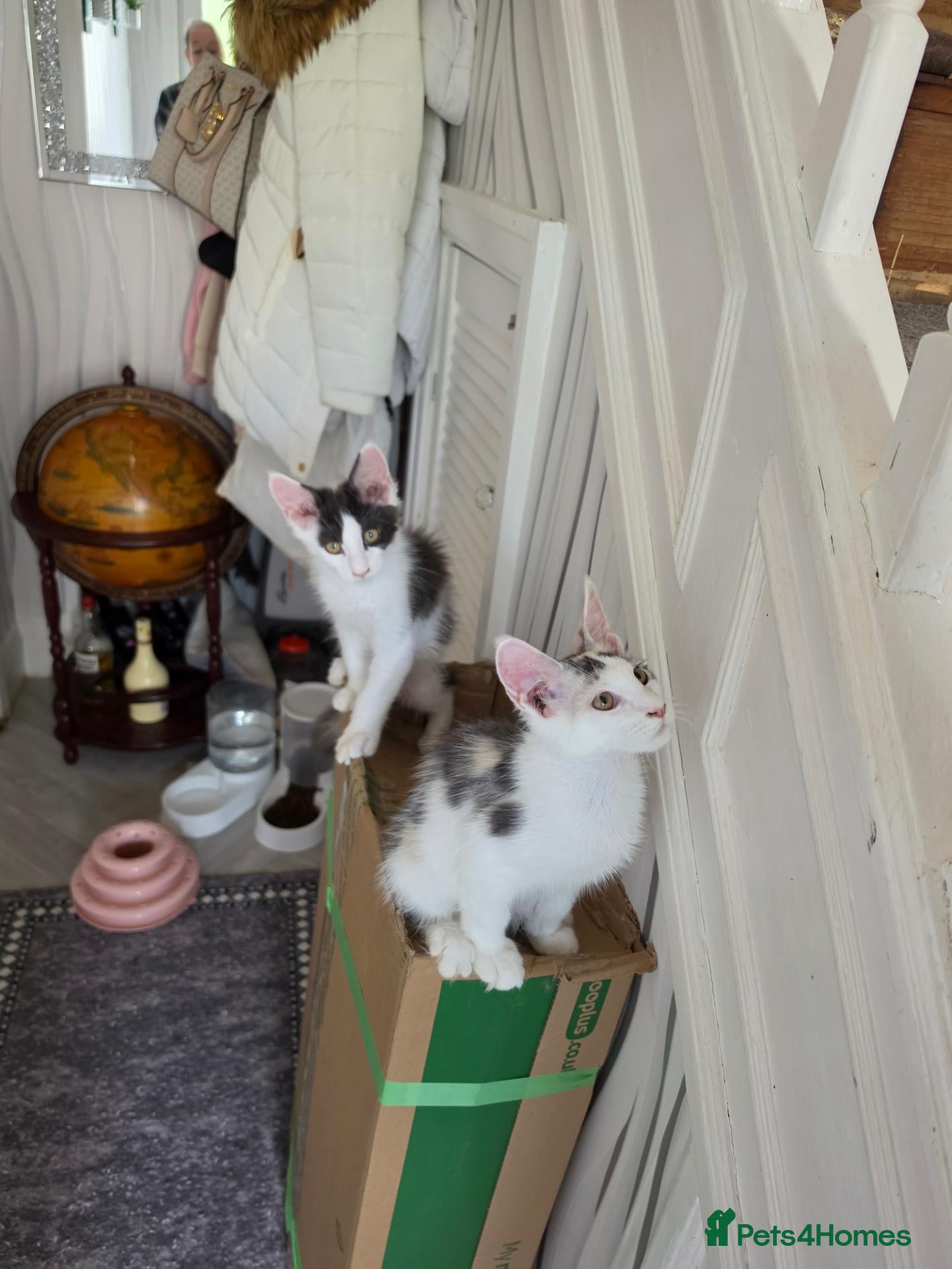 Maine Coon cats TICA REGISTERED STUNNING KITTENS  - Advert 6