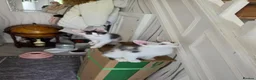 Maine Coon cats for sale: TICA REGISTERED STUNNING KITTENS  - Advert 12