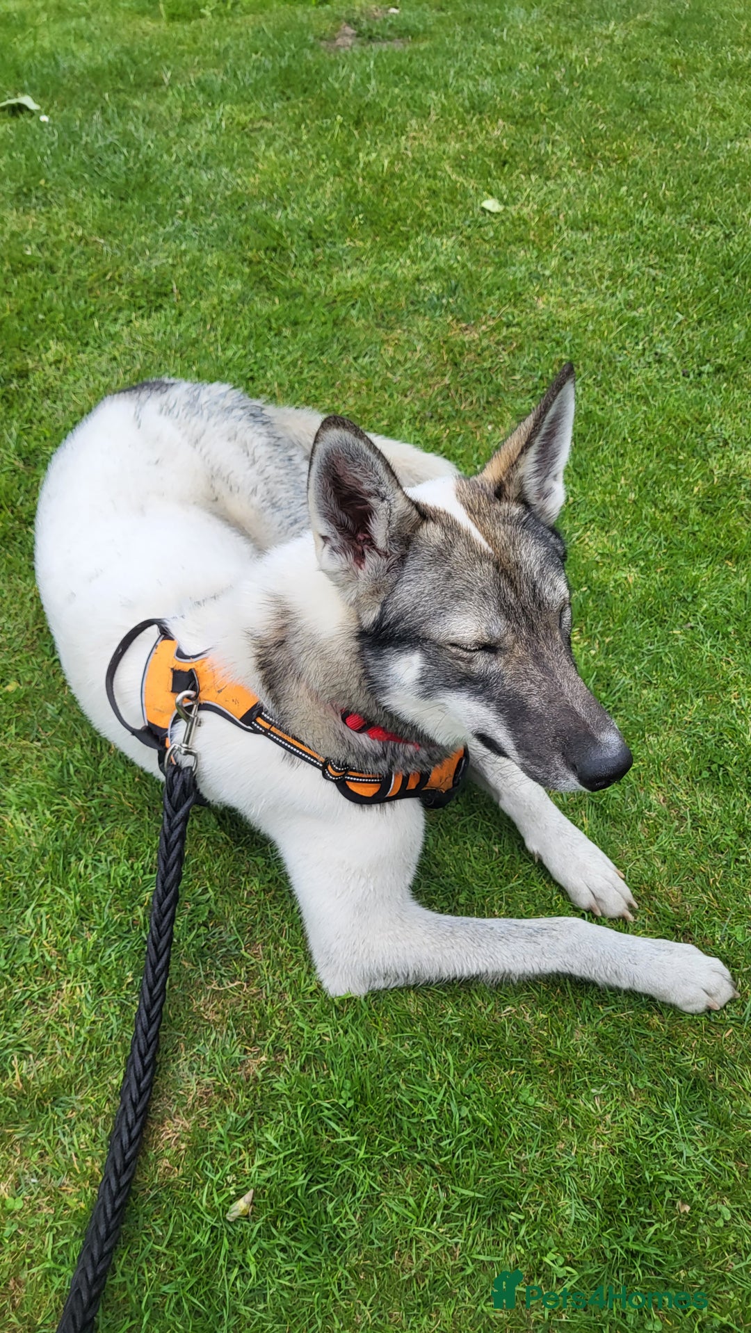 Siberian Husky dogs for sale: Our amazing Siberian Husky "Rocky" - Advert 14