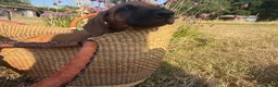 Rhodesian Ridgeback dogs for sale: Rhodesian Ridgebacks Ready to go - Advert 16