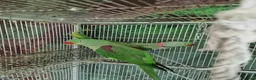 Parrots birds for sale: Pair Alexandrine Parakeets + Tall Wheeled Cage in Cannock - Advert 5