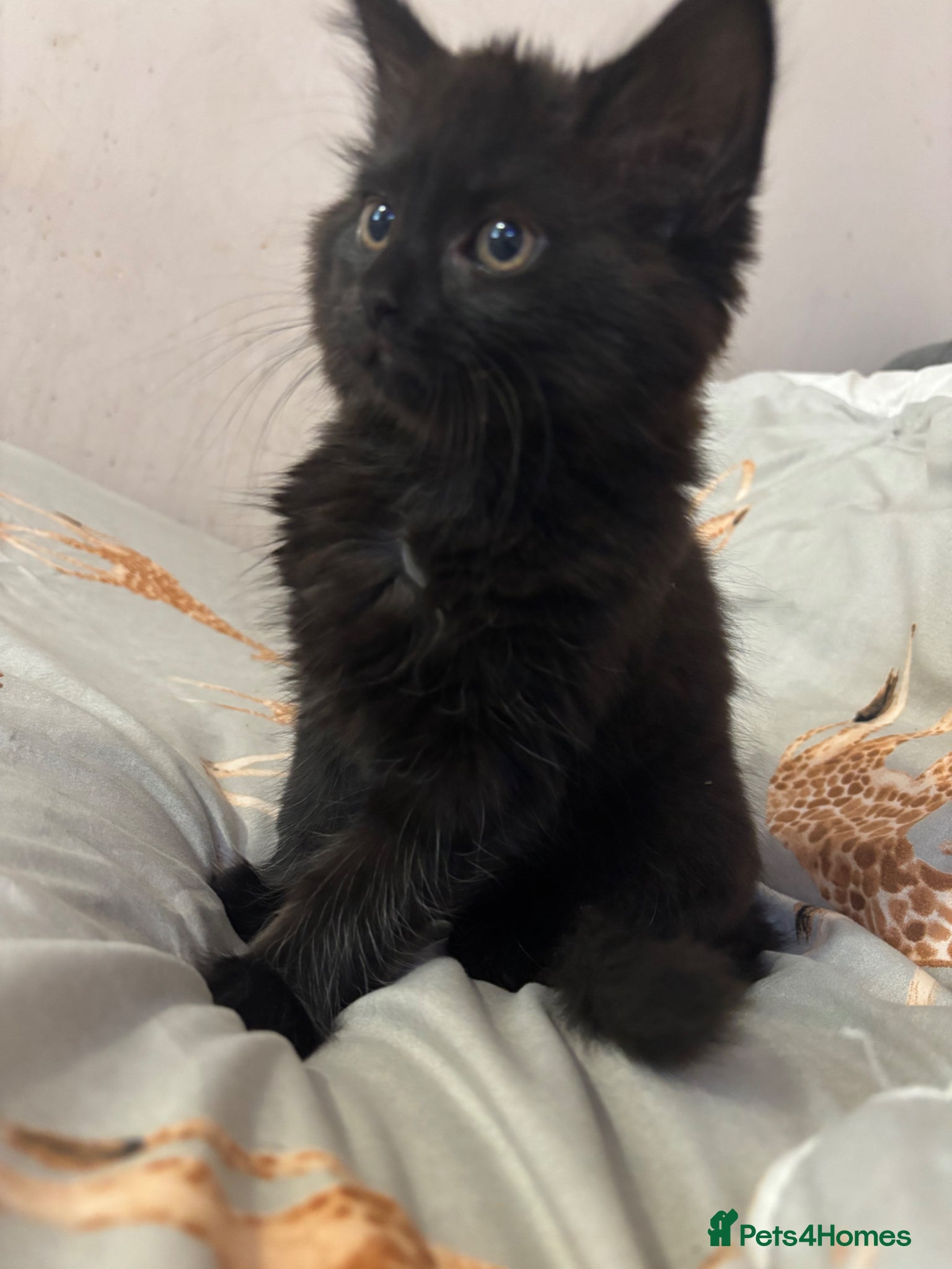 Mixed Breed cats Female kitten  - Advert 3