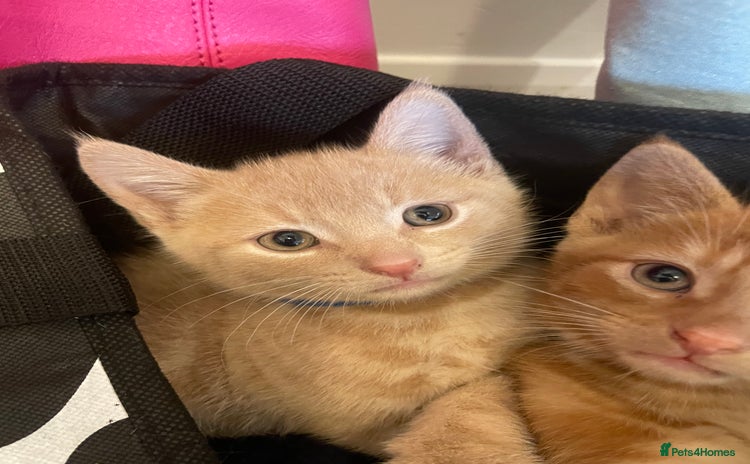 Mixed Breed cats - Advert 10