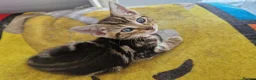 Mixed Breed cats for sale: Kittens looking for their forever home in London - Advert 6