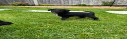 Mixed Breed dogs for sale: 4 jackapoo puppies  - Advert 7
