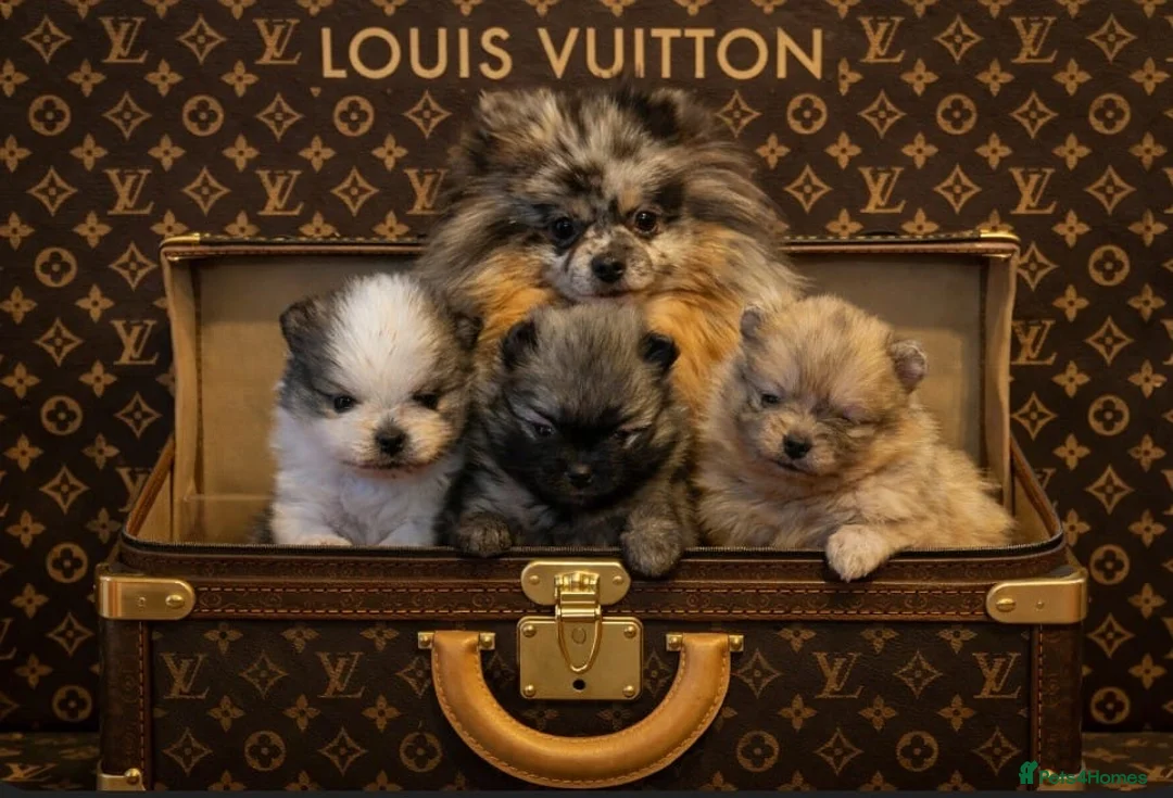 Pomeranian dogs for sale: Stunning Male Pomeranians - Advert 2