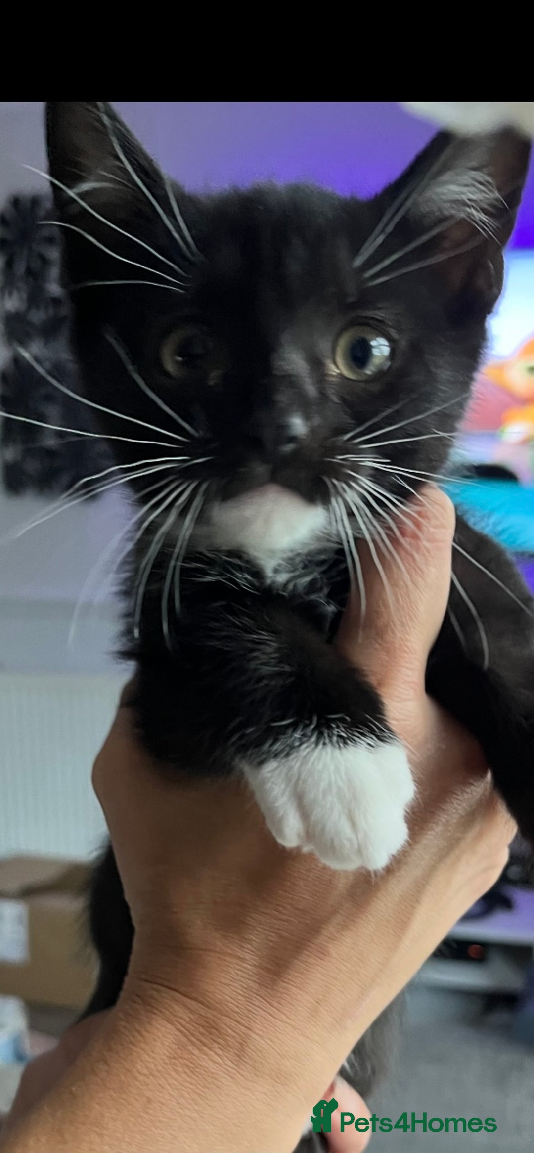 Mixed Breed cats for sale: Last kitten available 💙💙💙 - Image 3