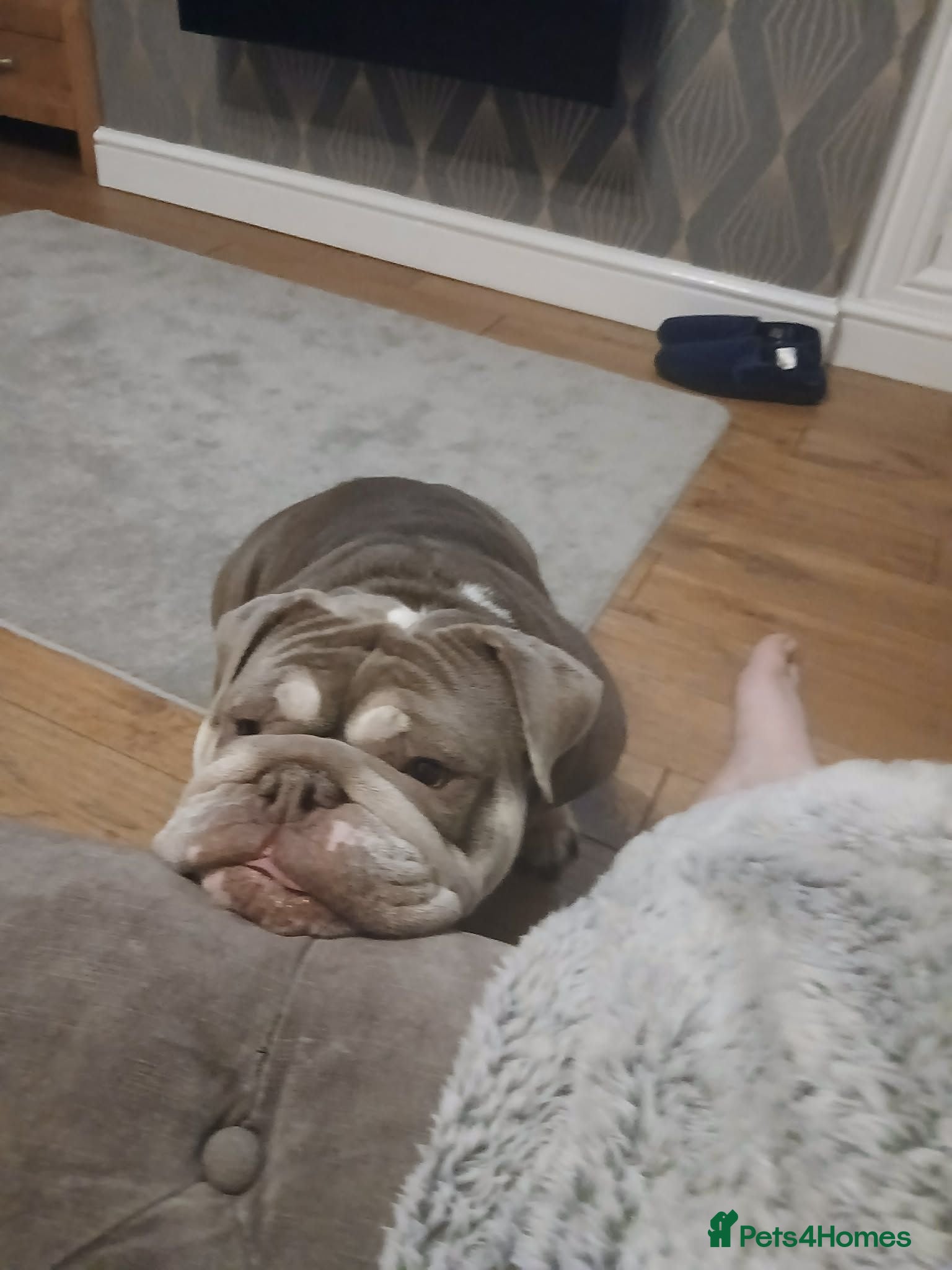 English Bulldog dogs KC registered Bulldogs for Sale - Advert 7