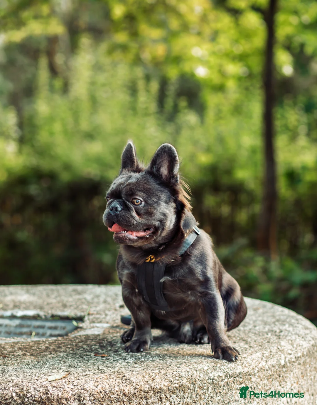 French Bulldog dogs for stud: 🔥🔥 PROVEN L1 & L4 BLUE VISUAL FLUFFY STUD 🔥🔥 in Feltham - Advert 7