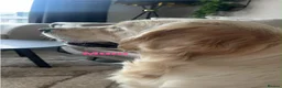 Golden Retriever dogs for sale: Our Beautifil KC registered Golden Retriever   in Leeds - Advert 4