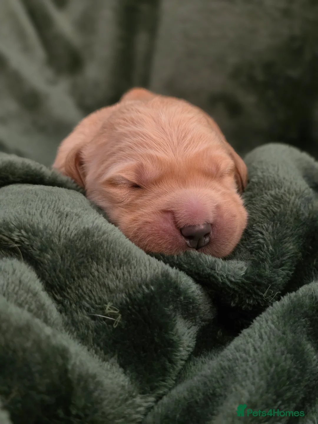 Golden Retriever dogs for sale: 🤍 Golden Retriever Puppies Raised with Love 🐾 - Advert 2
