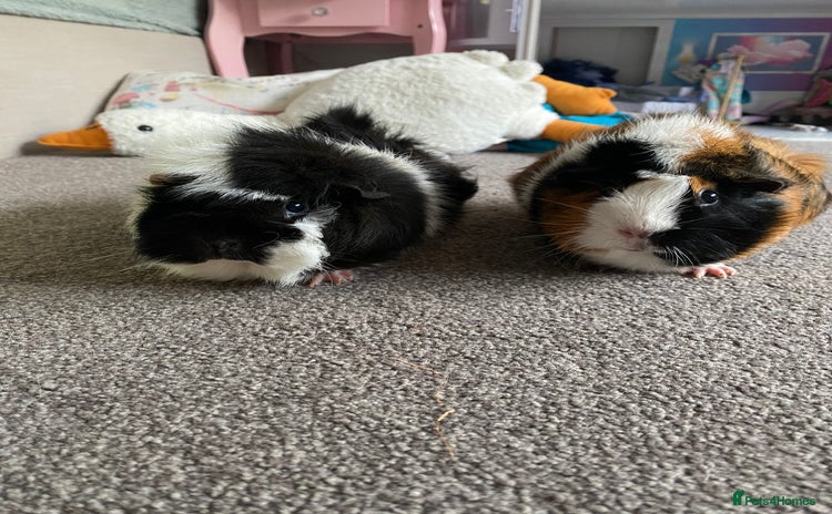 Guinea Pig rodents - Advert 1